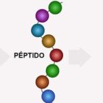 Diferencia entre oligopéptido y polipéptido