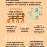 Diferencia entre ontogenia y filogenia