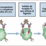 Diferencia entre opsonización y fagocitosis