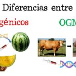 Diferencia entre organismos transgénicos y modificados genéticamente