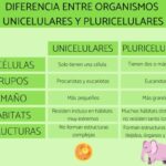 Diferencia entre organismos unicelulares y multicelulares