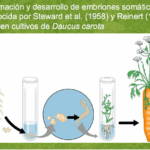 Diferencia entre organogénesis y embriogénesis somática