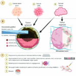 Diferencia entre organoides y esferoides