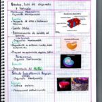Diferencia entre orgánulos membranosos y no membranosos