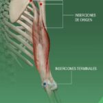 Diferencia entre origen e inserción