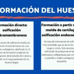 Diferencia entre osificación endocondral y osificación intramembranosa