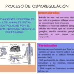 Diferencia entre osmorregulación y termorregulación