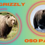 Diferencia entre oso y desnudo