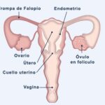 Diferencia entre ovario y óvulo