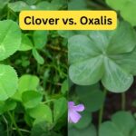 Diferencia entre Oxalis y Clover