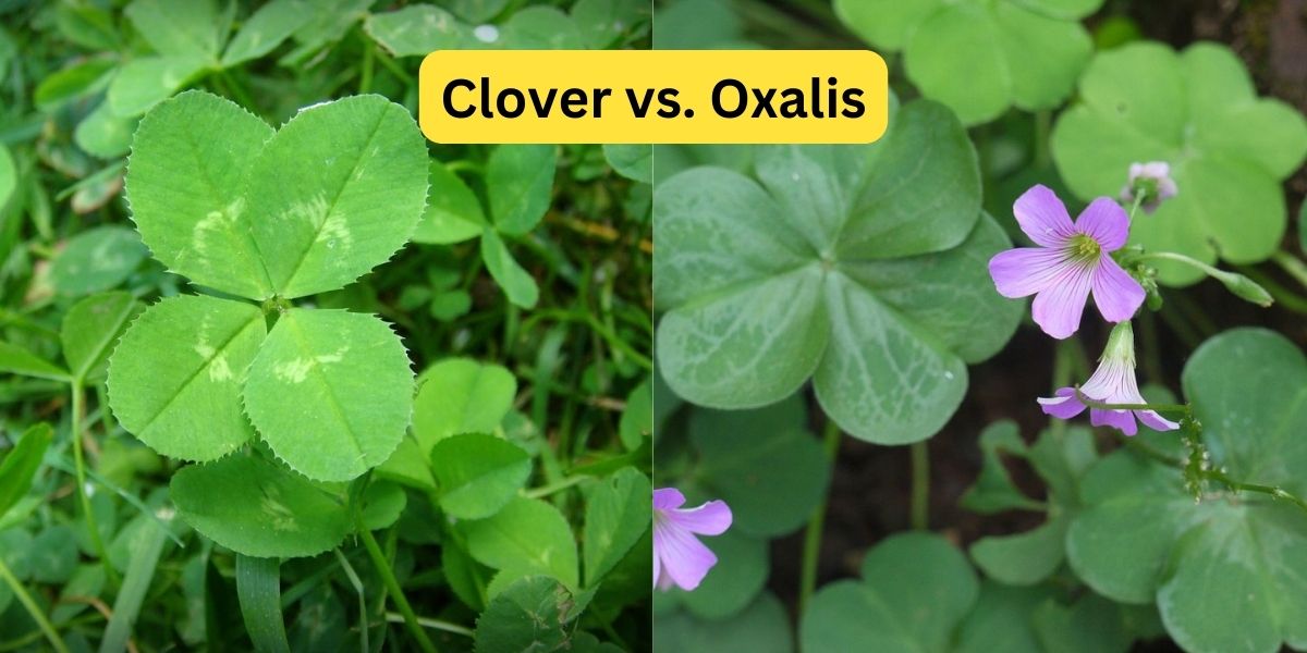 Diferencia entre Oxalis y Clover