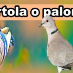 Diferencia entre paloma y tórtola