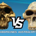 Diferencia entre Paranthropus y Australopithecus