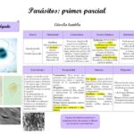 Diferencia entre parásito total y parásito parcial