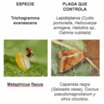 Diferencia entre parásitos y parasitoides