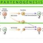 Diferencia entre partenogénesis apomíctica y automíctica