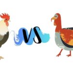 Diferencia entre pavo y pollo