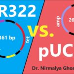 Diferencia entre pBR322 y pUC19