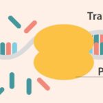 Diferencia entre PCR en tiempo real y PCR con transcriptasa inversa
