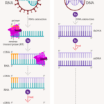 Diferencia entre PCR y RT PCR