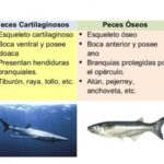 Diferencia entre peces óseos y cartilaginosos
