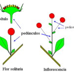 Diferencia entre pecíolo y pedicelo