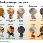 Diferencia entre pelo y pelaje