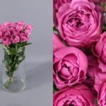 Diferencia entre peonías y rosas