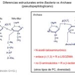 Diferencia entre peptidoglicano y pseudopeptidoglicano