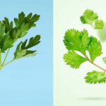 Diferencia entre perejil y cilantro