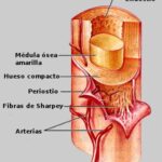 Diferencia entre periostio y endostio
