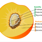Diferencia entre perispermo y pericarpio