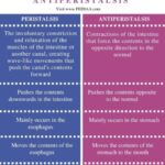 Diferencia entre peristalsis y antiperistalsis