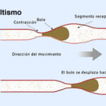 Diferencia entre peristalsis y segmentación