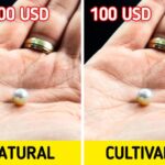 Diferencia entre perla y nácar