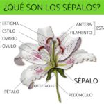 Diferencia entre pétalos y petaloides