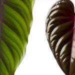 Diferencia entre Philodendron Gigas y Melanochrysum