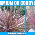 Diferencia entre Phormium y Cordyline