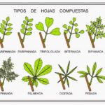 Diferencia entre pinnadas y palmadas