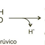 Diferencia entre piruvato y ácido pirúvico
