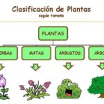 Diferencia entre planta y árbol