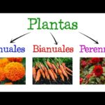 Diferencia entre plantas anuales y perennes