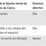 Diferencia entre plantas C3 y C4