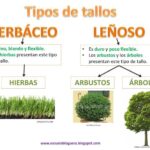 Diferencia entre plantas leñosas y herbáceas