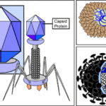 Diferencia entre retrovirus y bacteriófagos