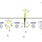 Diferencia entre Rhizobium y Bradyrhizobium