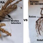 Diferencia entre rizoides y rizomas