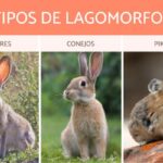 Diferencia entre roedores y lagomorfos