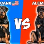 Diferencia entre rottweilers americanos y alemanes