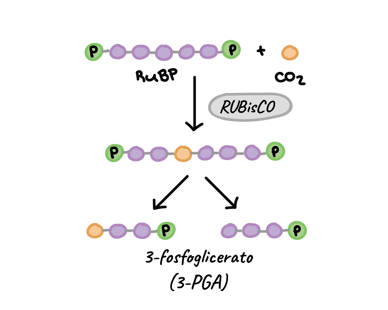 Diferencia entre RuBP y RuBisCO - PEDIAEXPERTOS